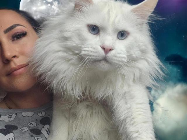 Maine Coon Deckkater mit Stammbaum rein weiss mit blauen Augen gross und 9kg mit Hörtest - 1