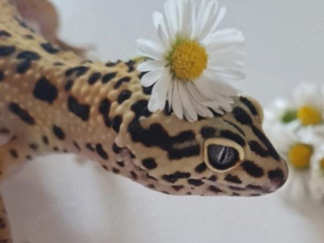 Leopardgecko Tangerine Weibchen Eublepharis macularius - 1