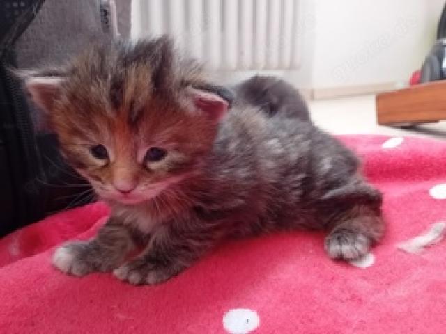 2x Xxl Maine Coon Kitten Mädels - 1