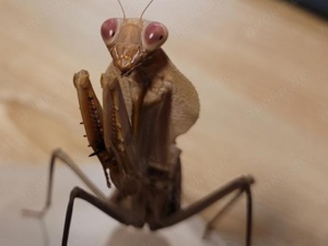 Rhombodera Kyrbyi, Gottesanbeterin, Riesen Mantis, Mantieden - 1